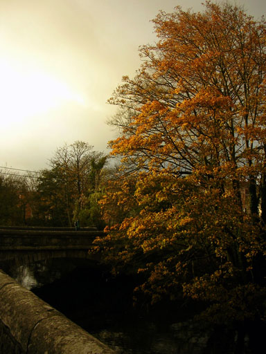 Autumn in Cork